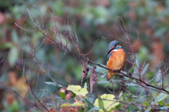 おかわりいないかなぁ～