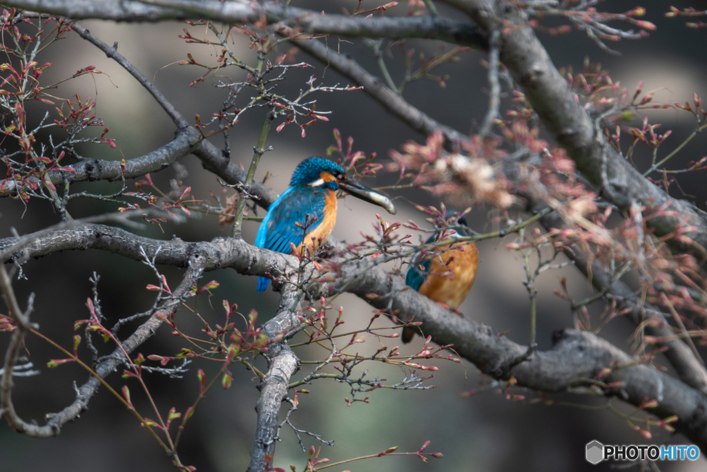 持ってきたよ♡