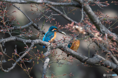 持ってきたよ♡