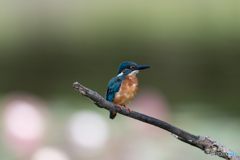 ブルー and オレンジ