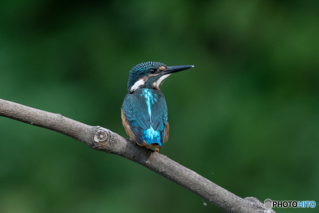 物足りない(T_T)