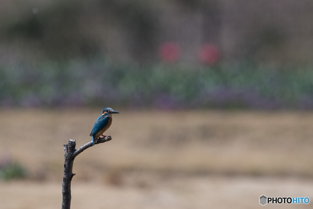チューリップの咲き始め