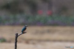 チューリップの咲き始め