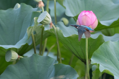 蓮カワ 飛翔