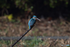 深い青にも魅せられる♡