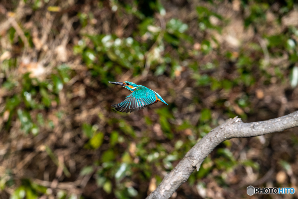 ブルーカワちゃん