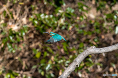 ブルーカワちゃん