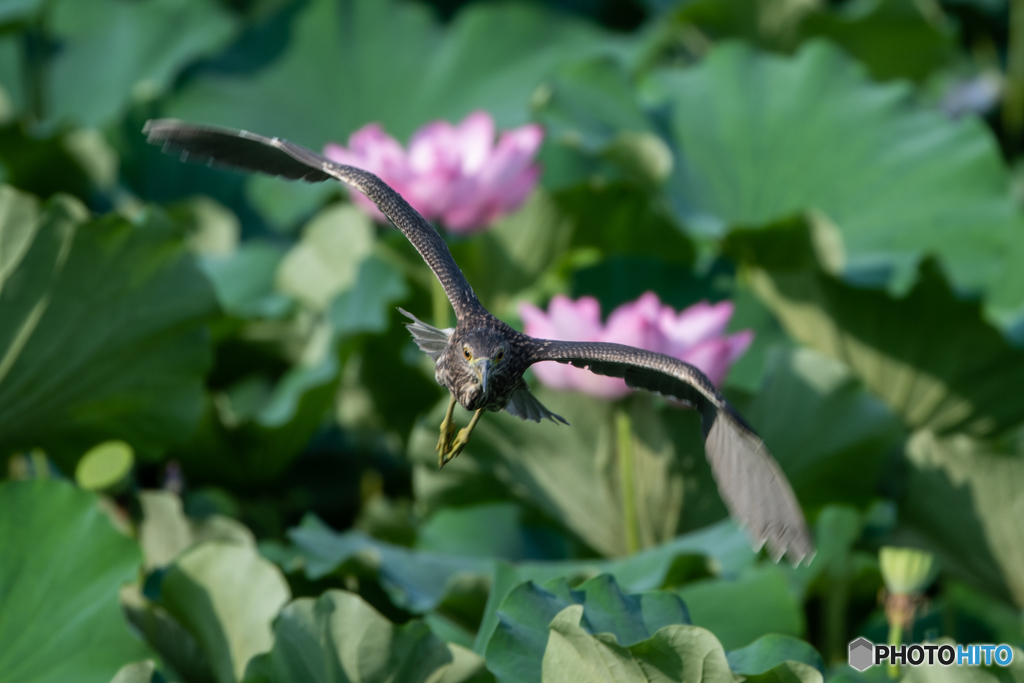 蓮の花を背負い