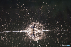 水を纏って