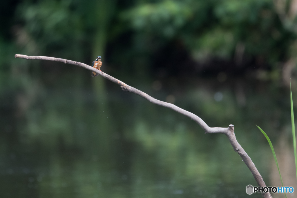 高飛び込み決勝