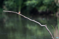 高飛び込み決勝