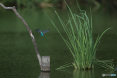 生け花のごとく