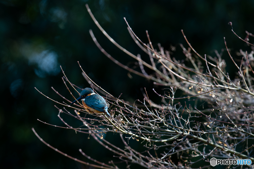 背後から光を浴びて