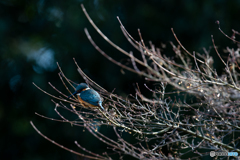 背後から光を浴びて