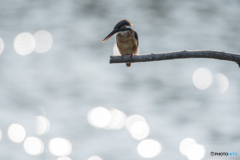 煌めきを纏って