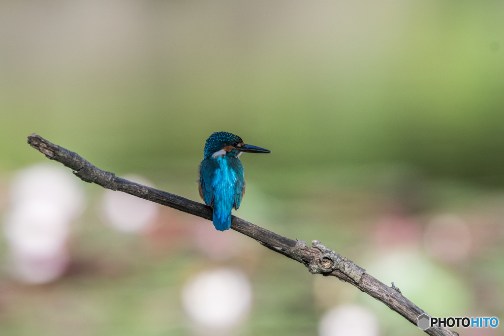 睡蓮池にてブルー and ブルー