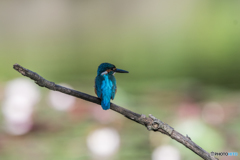 睡蓮池にてブルー and ブルー