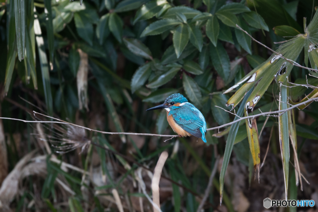 お久し振りです！カワセミさん♡