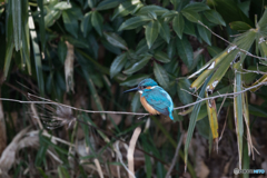 お久し振りです！カワセミさん♡