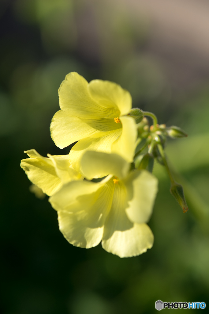庭を彩る花