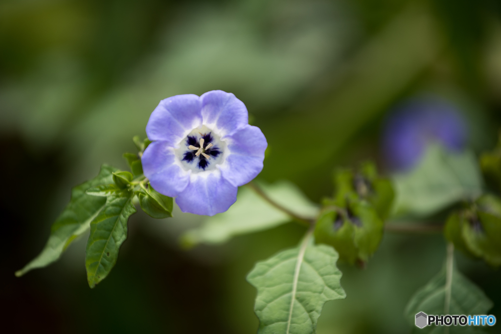 庭を彩る花々