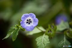庭を彩る花々