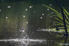 煌めきをまとって