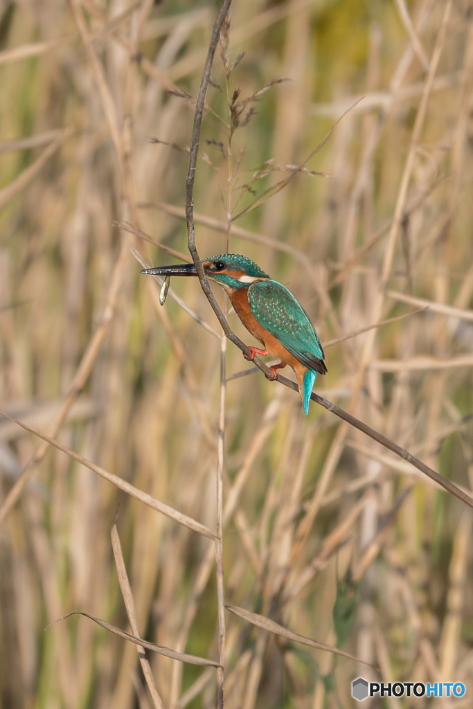 エメラルドグリーンに輝いて