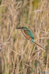 エメラルドグリーンに輝いて