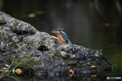 そこはかとなく秋