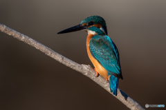 カワセミアップ