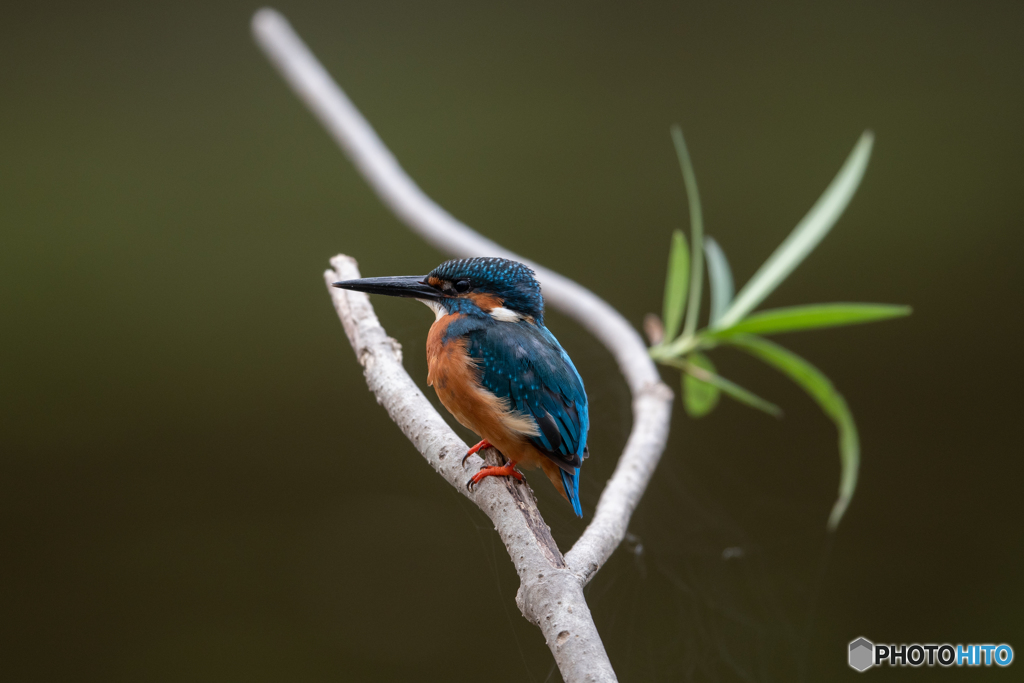 知らんぷりされた(T_T)