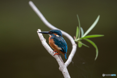 知らんぷりされた(T_T)