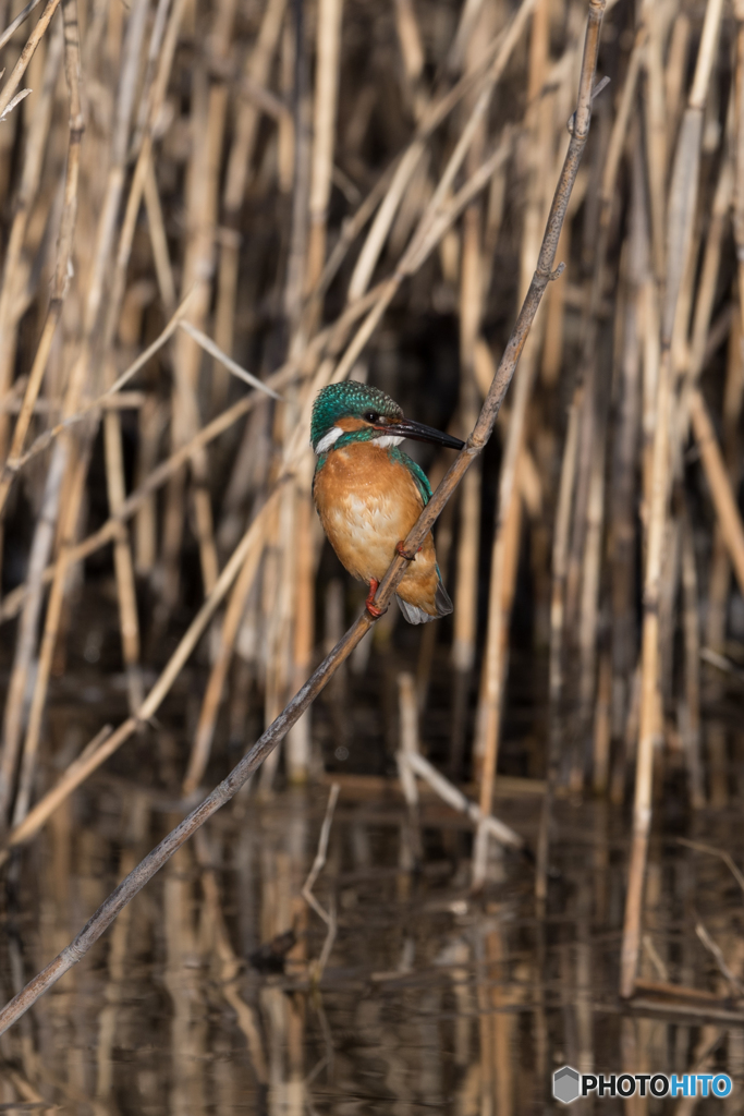 アイコンタクト