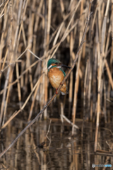 アイコンタクト