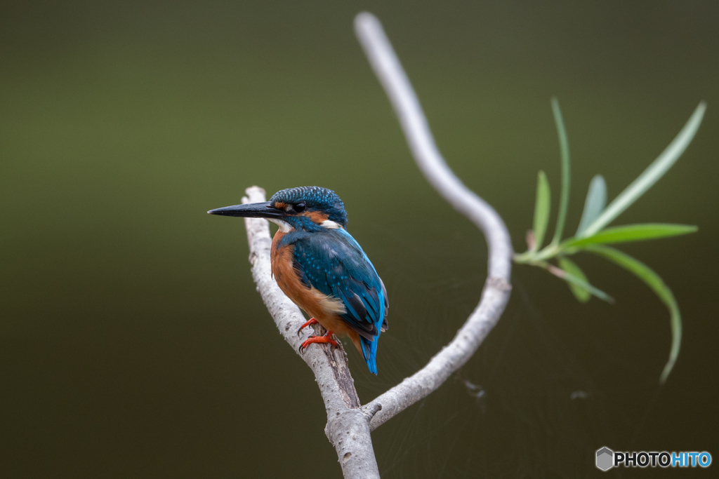 新たな止まり木にて