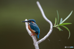 新たな止まり木にて