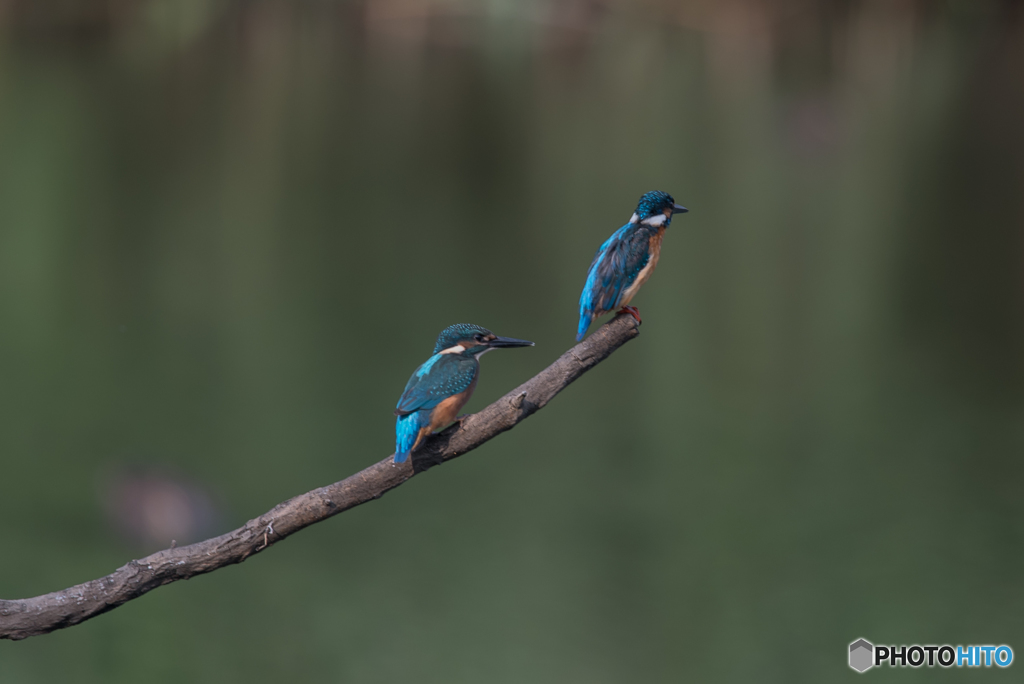父ちゃん、俺はついていくぜ！