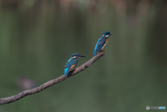 父ちゃん、俺はついていくぜ！