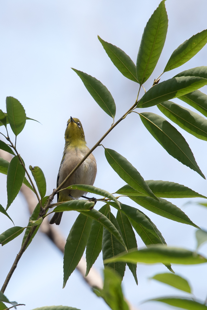 どっちが細い？