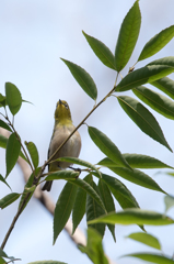 どっちが細い？
