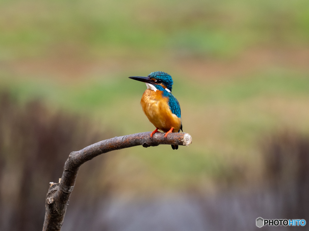 マイフィールドのカワ君