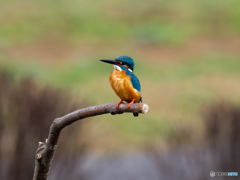 マイフィールドのカワ君