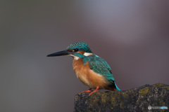 エメラルドブルーに魅せられて