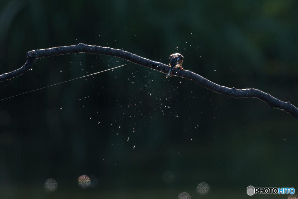 まず、たたきつけ