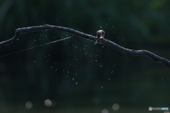 まず、たたきつけ