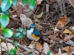 地上に降りた瑠璃ちゃん 地上に降りた瑠璃ちゃん
