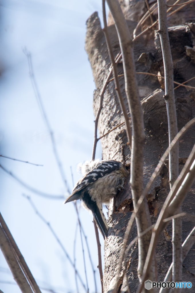 コゲラ 仕事中1