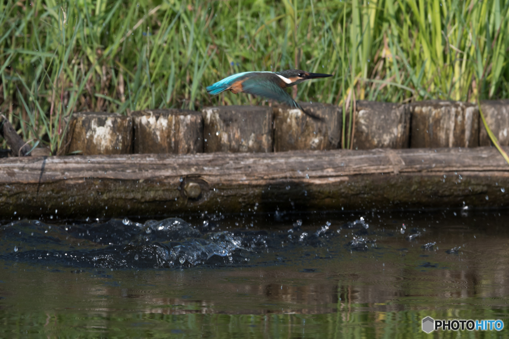 飛び出しから水平飛行へ