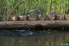 飛び出しから水平飛行へ
